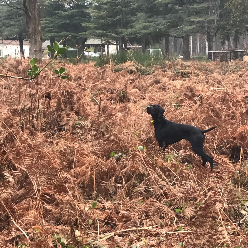 Pepper Des Plaines De Noirloup