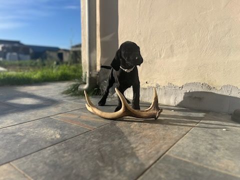 Des Plaines De Noirloup - Chiots disponibles - Braque allemand à poil court