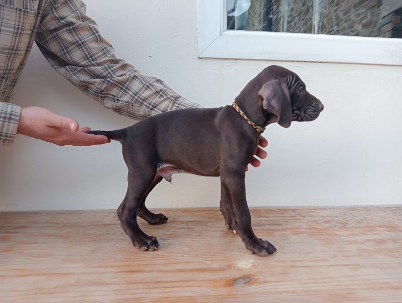Des Plaines De Noirloup - Chiots disponibles - Braque allemand à poil court