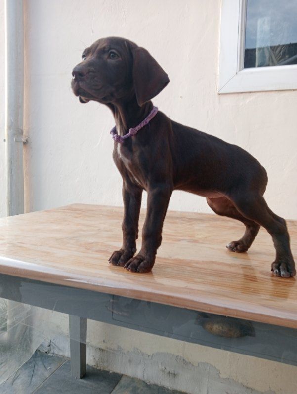 Des Plaines De Noirloup - Chiots disponibles - Braque allemand à poil court