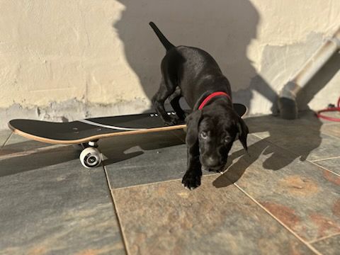 Des Plaines De Noirloup - Chiots disponibles - Braque allemand à poil court