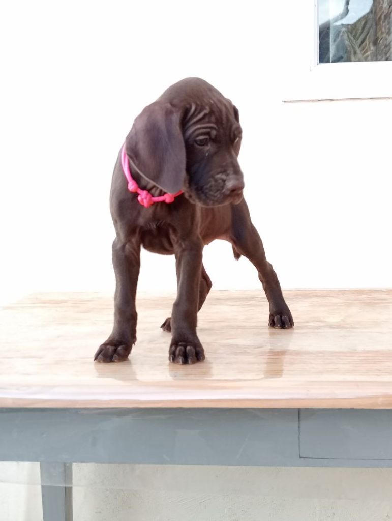 Des Plaines De Noirloup - Chiots disponibles - Braque allemand à poil court